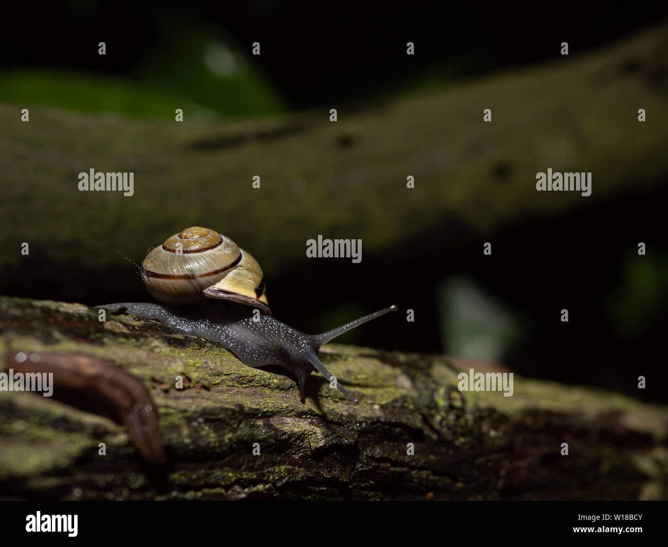 Gartenschnecke, die nachts in einem substädtischen Garten, in der englischen Stadt, füttert. Stockfoto Gartenschnecke, die nachts in einem substädtischen Garten, in der englischen Stadt, füttert. Stockfoto