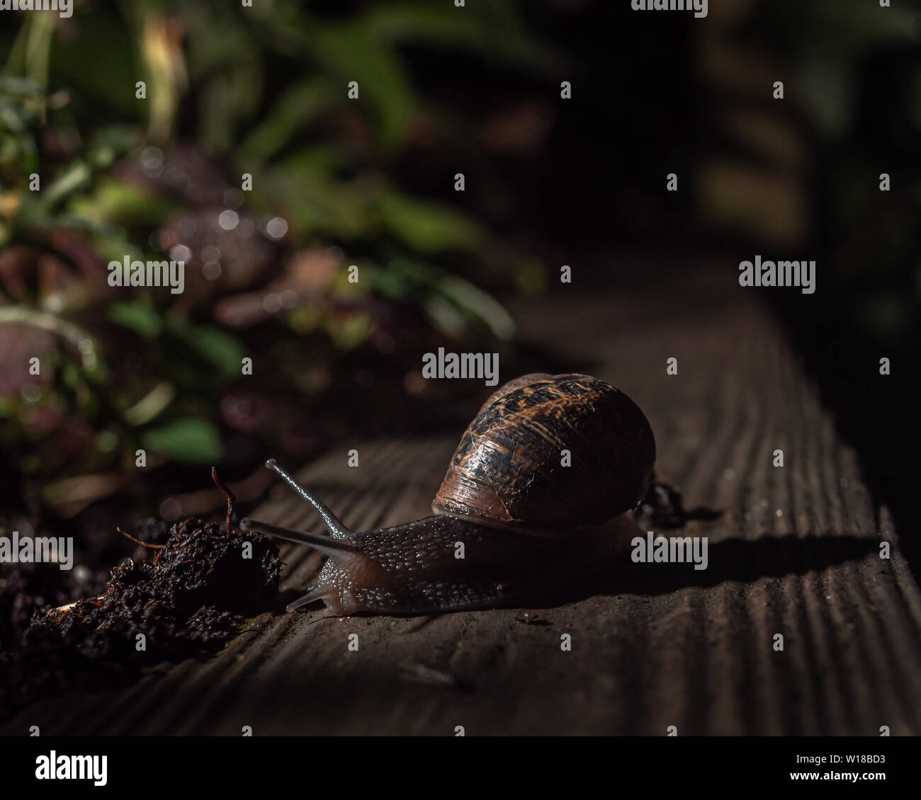 Gartenschnecke, die nachts in einem substädtischen Garten, in der englischen Stadt, füttert. Stockfoto Gartenschnecke, die nachts in einem substädtischen Garten, in der englischen Stadt, füttert. Stockfoto