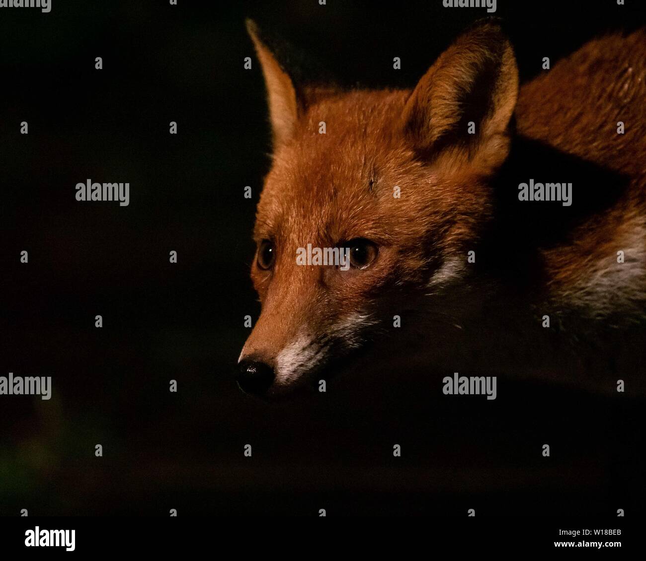 Rotfuchs (Vulpes vulpes) füttert in einem substädtischen Garten in Ceshire, UL Stockfoto Rotfuchs (Vulpes vulpes) füttert in einem substädtischen Garten in Ceshire, UL Stockfoto