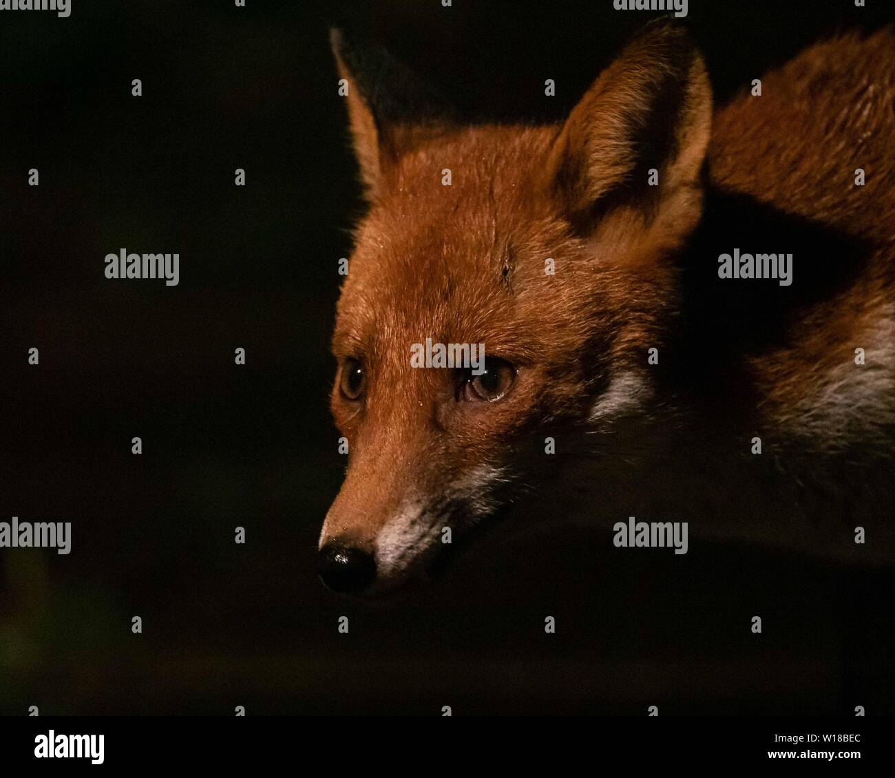 Rotfuchs (Vulpes vulpes) füttert in einem substädtischen Garten in Ceshire, UL Stockfoto Rotfuchs (Vulpes vulpes) füttert in einem substädtischen Garten in Ceshire, UL Stockfoto
