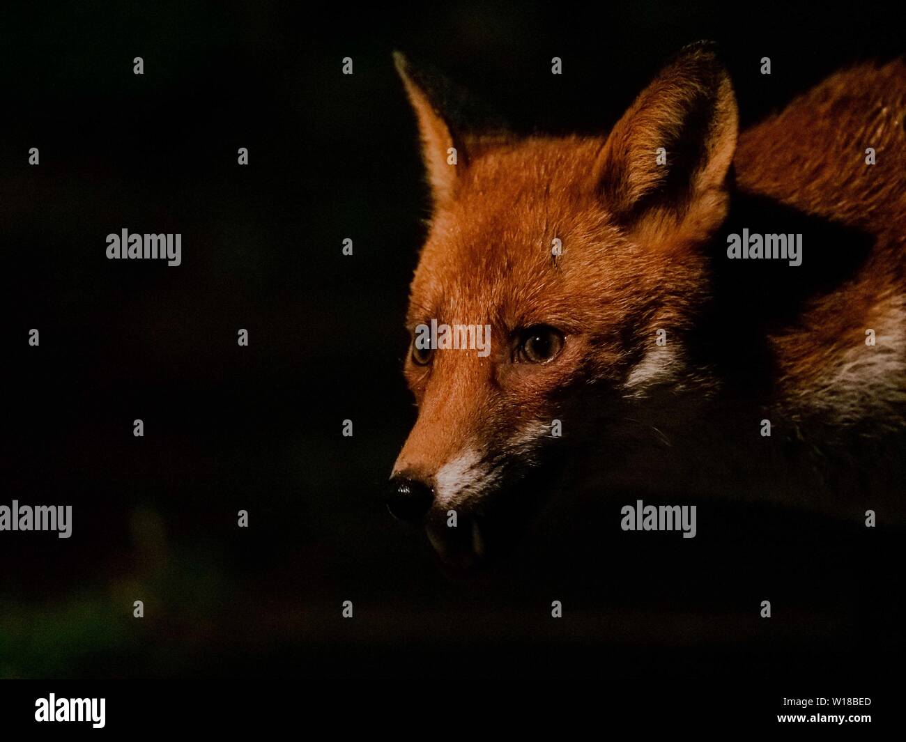 Rotfuchs (Vulpes vulpes) füttert in einem substädtischen Garten in Ceshire, UL Stockfoto Rotfuchs (Vulpes vulpes) füttert in einem substädtischen Garten in Ceshire, UL Stockfoto