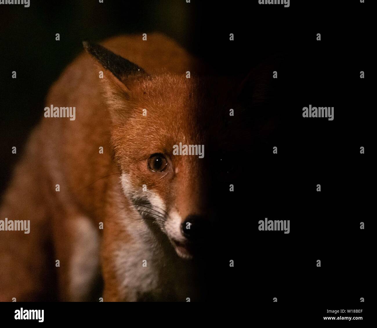 Rotfuchs (Vulpes vulpes) füttert in einem substädtischen Garten in Ceshire, UL Stockfoto Rotfuchs (Vulpes vulpes) füttert in einem substädtischen Garten in Ceshire, UL Stockfoto