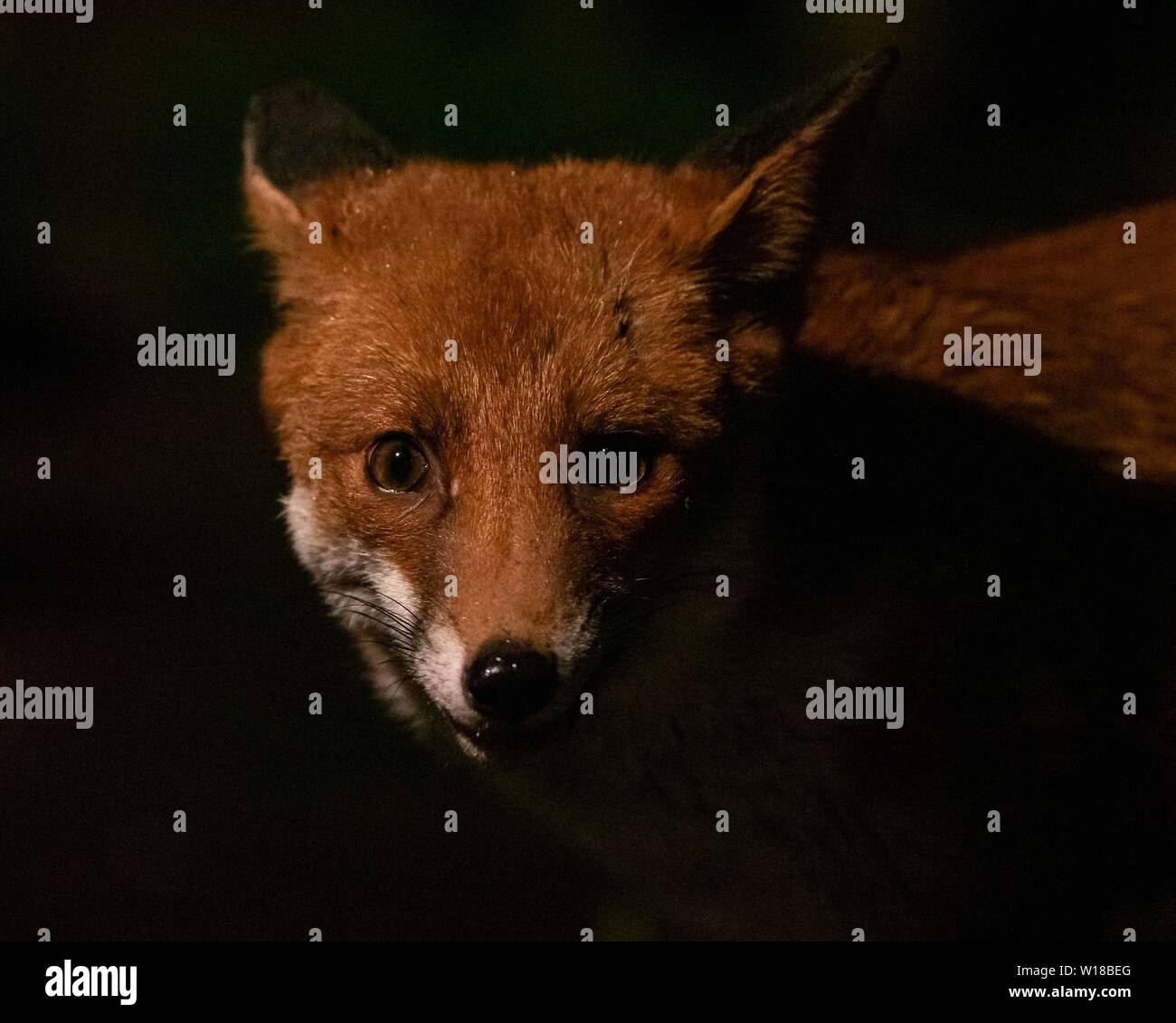 Rotfuchs (Vulpes vulpes) füttert in einem substädtischen Garten in Ceshire, UL Stockfoto Rotfuchs (Vulpes vulpes) füttert in einem substädtischen Garten in Ceshire, UL Stockfoto
