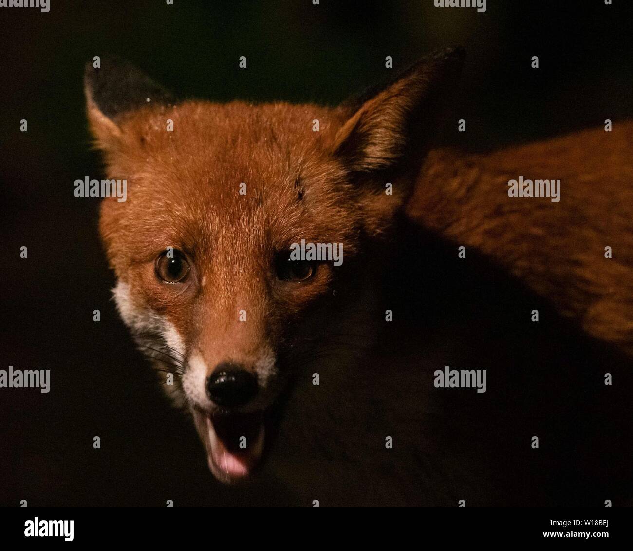 Rotfuchs (Vulpes vulpes) füttert in einem substädtischen Garten in Ceshire, UL Stockfoto Rotfuchs (Vulpes vulpes) füttert in einem substädtischen Garten in Ceshire, UL Stockfoto