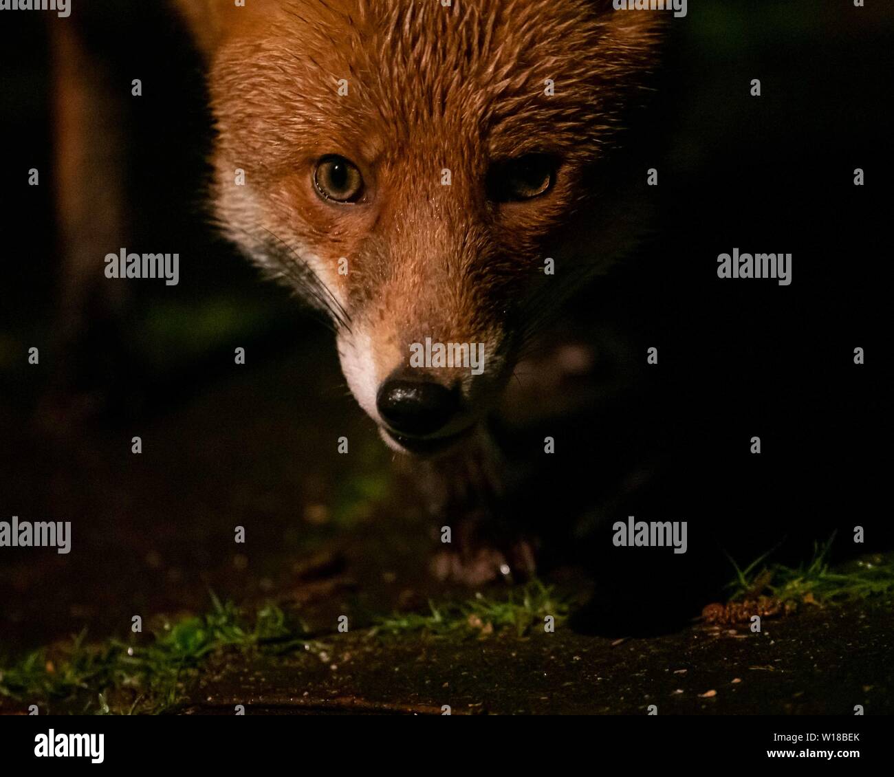 Rotfuchs (Vulpes vulpes) füttert in einem substädtischen Garten in Ceshire, UL Stockfoto Rotfuchs (Vulpes vulpes) füttert in einem substädtischen Garten in Ceshire, UL Stockfoto