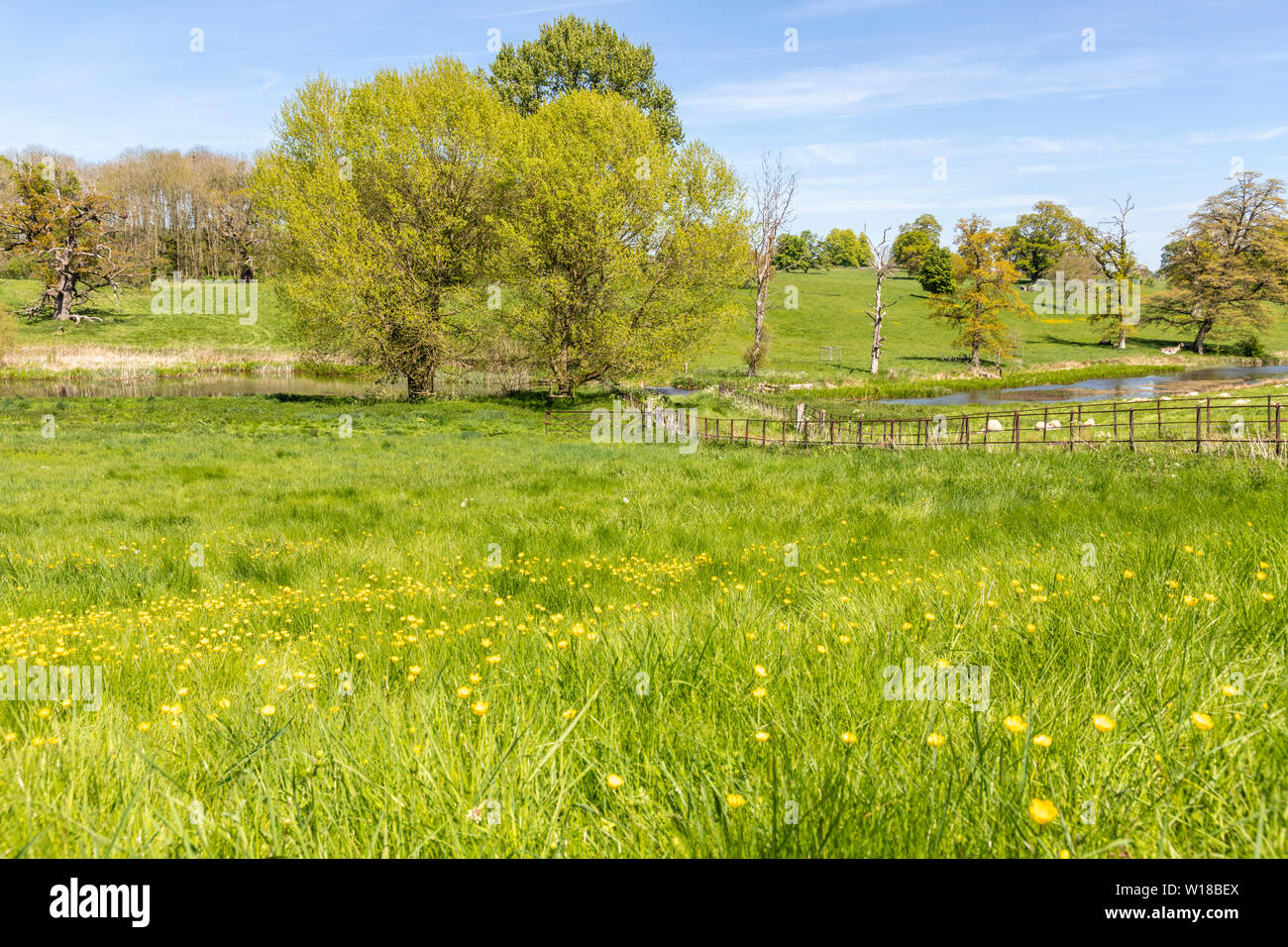 Bach und butterblumenfeld Fotos und Bildmaterial in hoher Auflösung