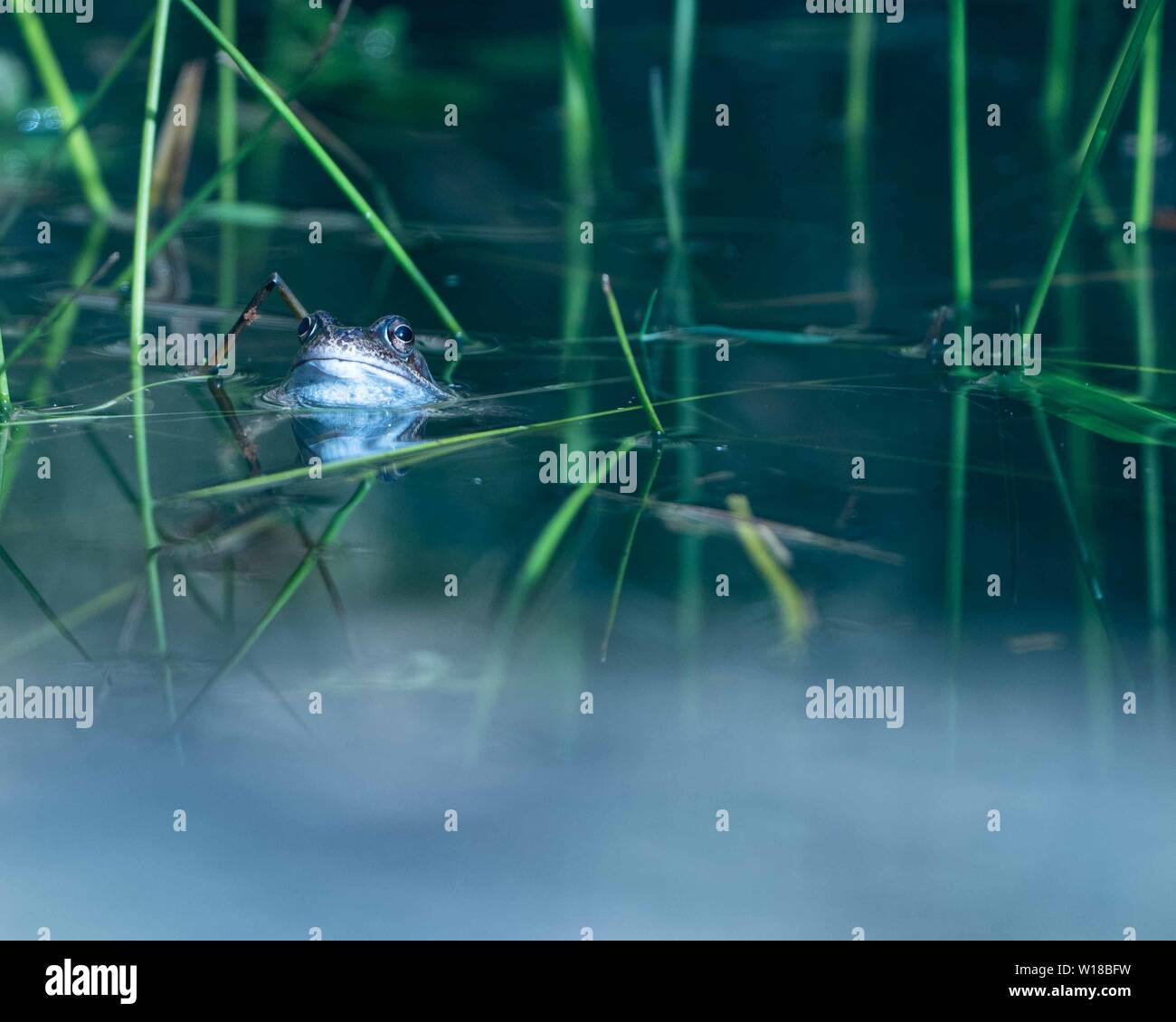 Gewöhnlicher Frosch (Rana temporaria) im Gartenteich, Kiches, Großbritannien Stockfoto Gewöhnlicher Frosch (Rana temporaria) im Gartenteich, Kiches, Großbritannien Stockfoto