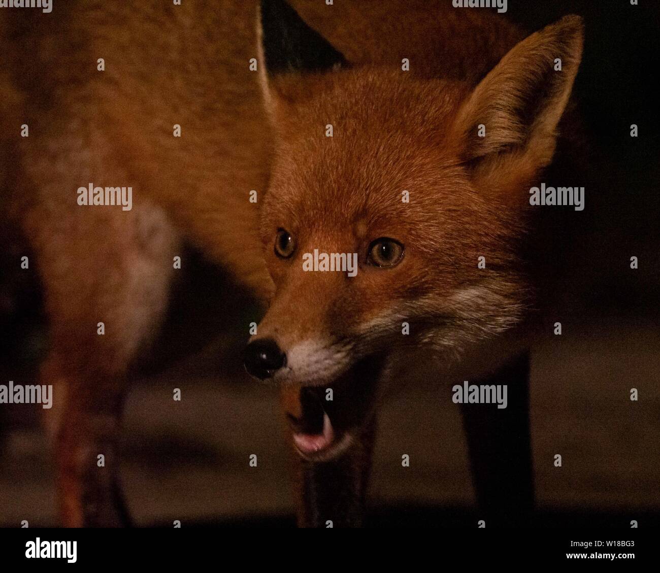 Rotfuchs (Vulpes vulpes), die im substädtischen Garten füttert, Ceshire, Großbritannien Stockfoto Rotfuchs (Vulpes vulpes), die im substädtischen Garten füttert, Ceshire, Großbritannien Stockfoto