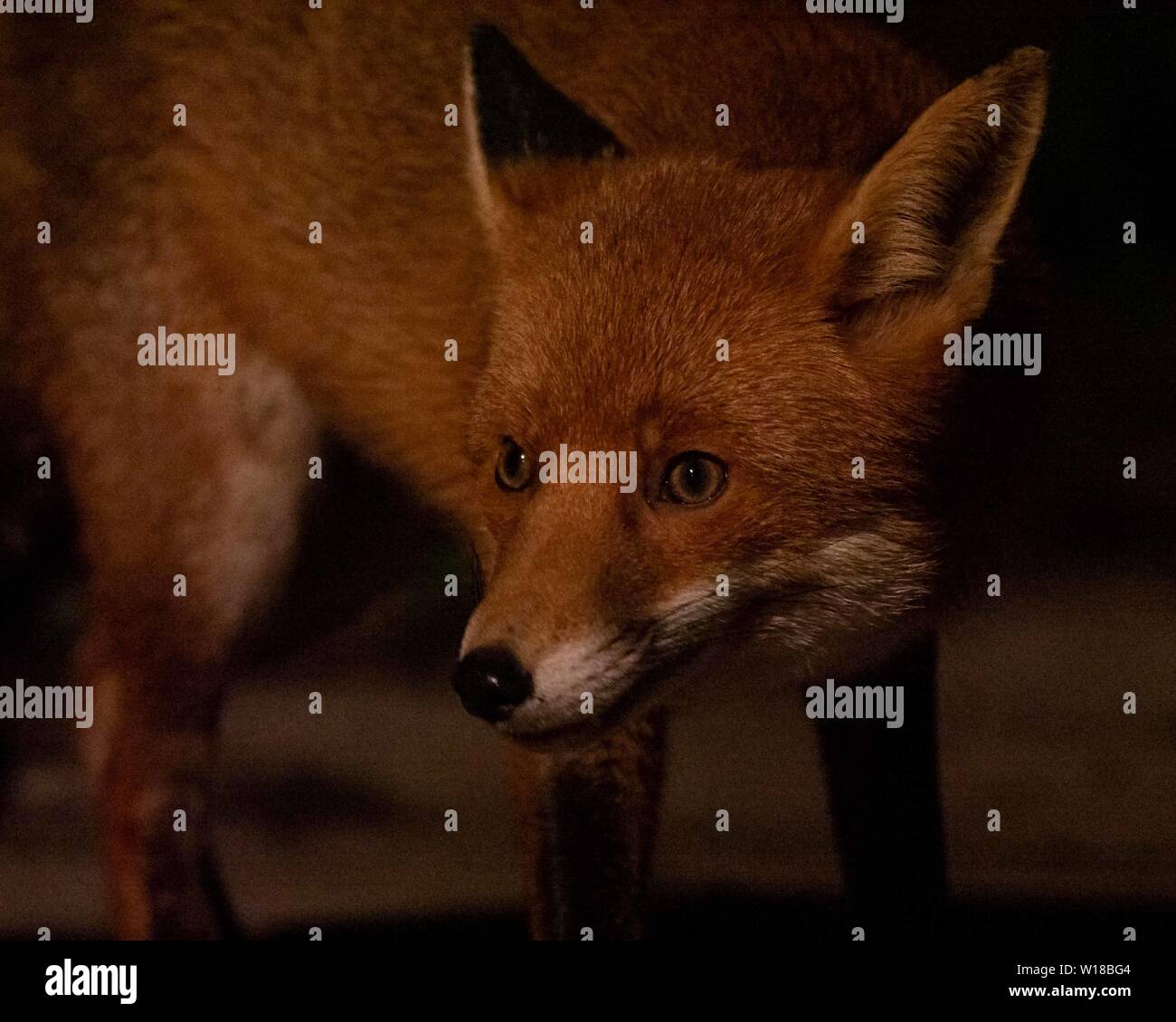 Rotfuchs (Vulpes vulpes), die im substädtischen Garten füttert, Ceshire, Großbritannien Stockfoto Rotfuchs (Vulpes vulpes), die im substädtischen Garten füttert, Ceshire, Großbritannien Stockfoto