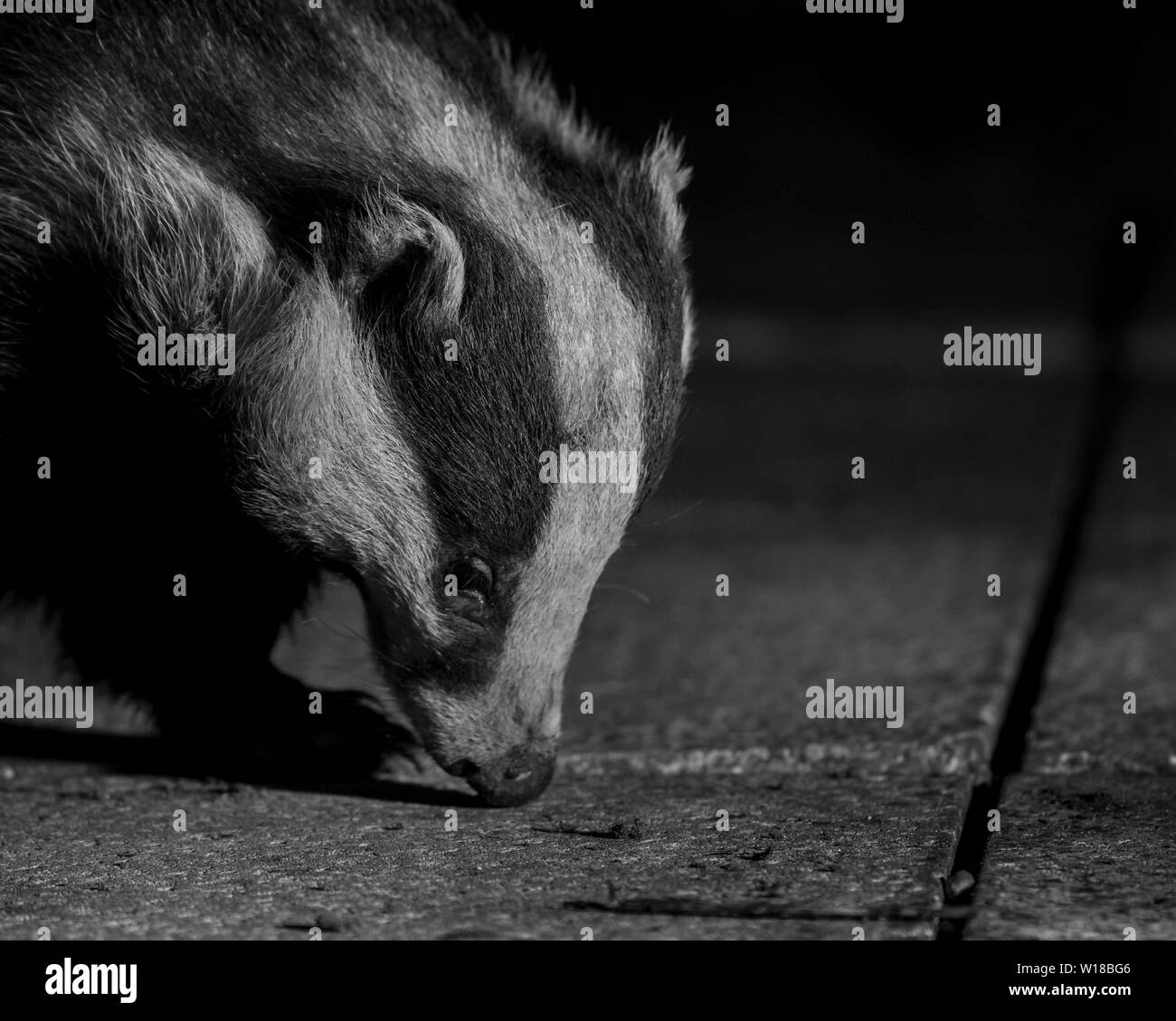 Dachs (Meles meles) füttert im Garten, Ceshire, Großbritannien Stockfoto Dachs (Meles meles) füttert im Garten, Ceshire, Großbritannien Stockfoto
