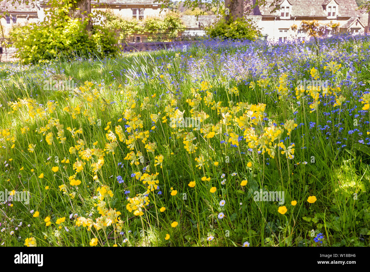 Frühling Blumen auf dem Grün in der Cotswold Dorf Windrush, Gloucestershire, Großbritannien Stockfoto