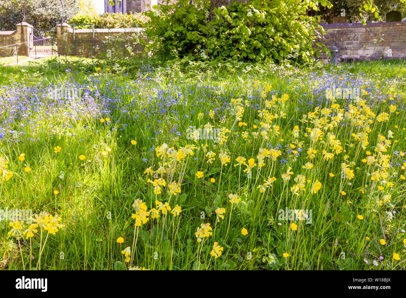 Frühling Blumen auf dem Grün in der Cotswold Dorf Windrush, Gloucestershire, Großbritannien Stockfoto