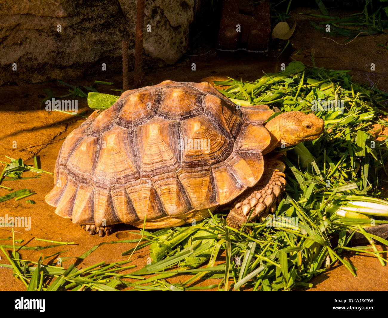Riesige Schildkröte Portrait Stockfoto