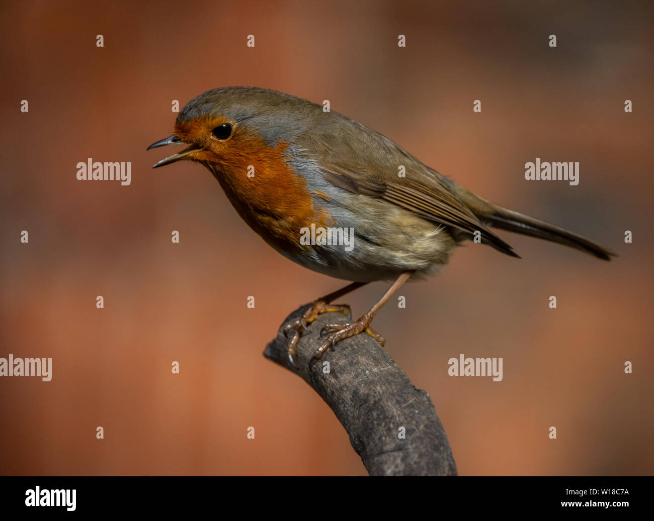 Robin Redbreast Garten Vogel auf einem Zweig. Stockfoto