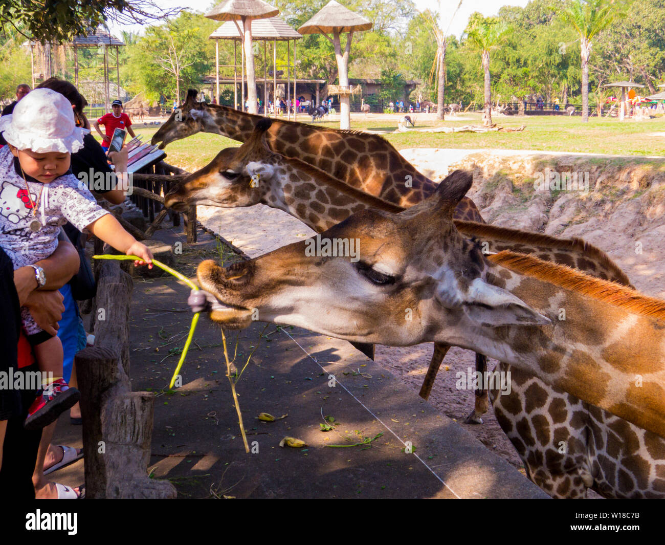 Giraffen füttern in Khao Kheow Open Zoo, Chonburi, Pattaya, Thailand Stockfoto