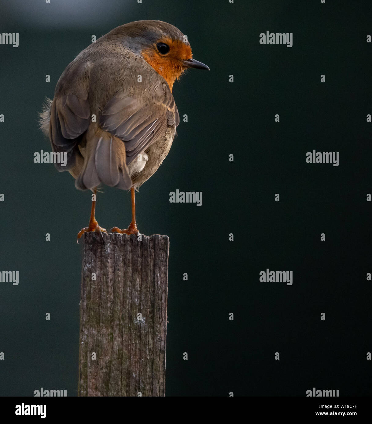 Robin Redbreast Garten Vogel legt sich auf einen hölzernen Pfosten. Stockfoto