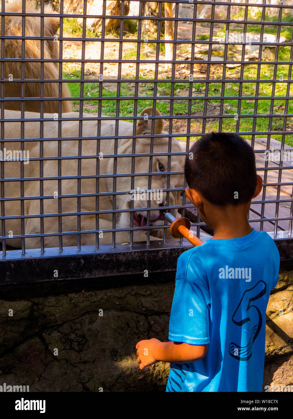 Kid Fütterung Löwin im Zoo Stockfoto