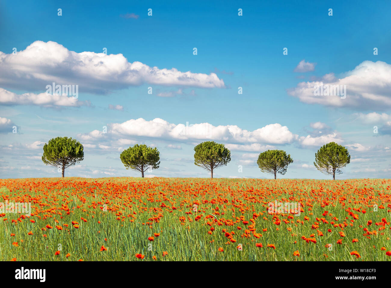 Reihe von fünf Bäume in einem organischen Weizenfeld mit Mohn Stockfoto