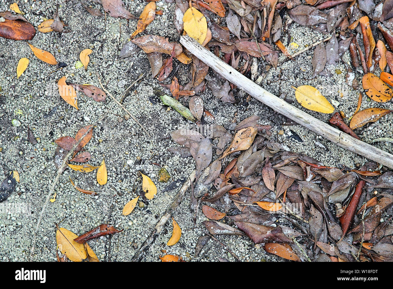 Farbenfrohe abstrakte Hintergrund der Mangrove Blätter auf dem sandigen Ufer des Peace River in Punta Gorda Florida Stockfoto