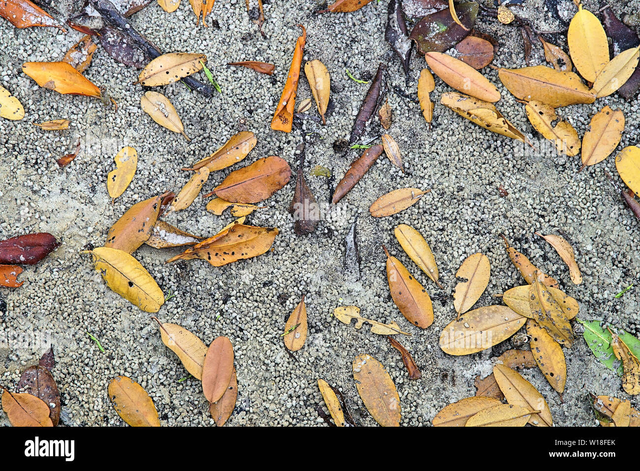 Farbenfrohe abstrakte Hintergrund der Mangrove Blätter auf dem sandigen Ufer des Peace River in Punta Gorda Florida Stockfoto