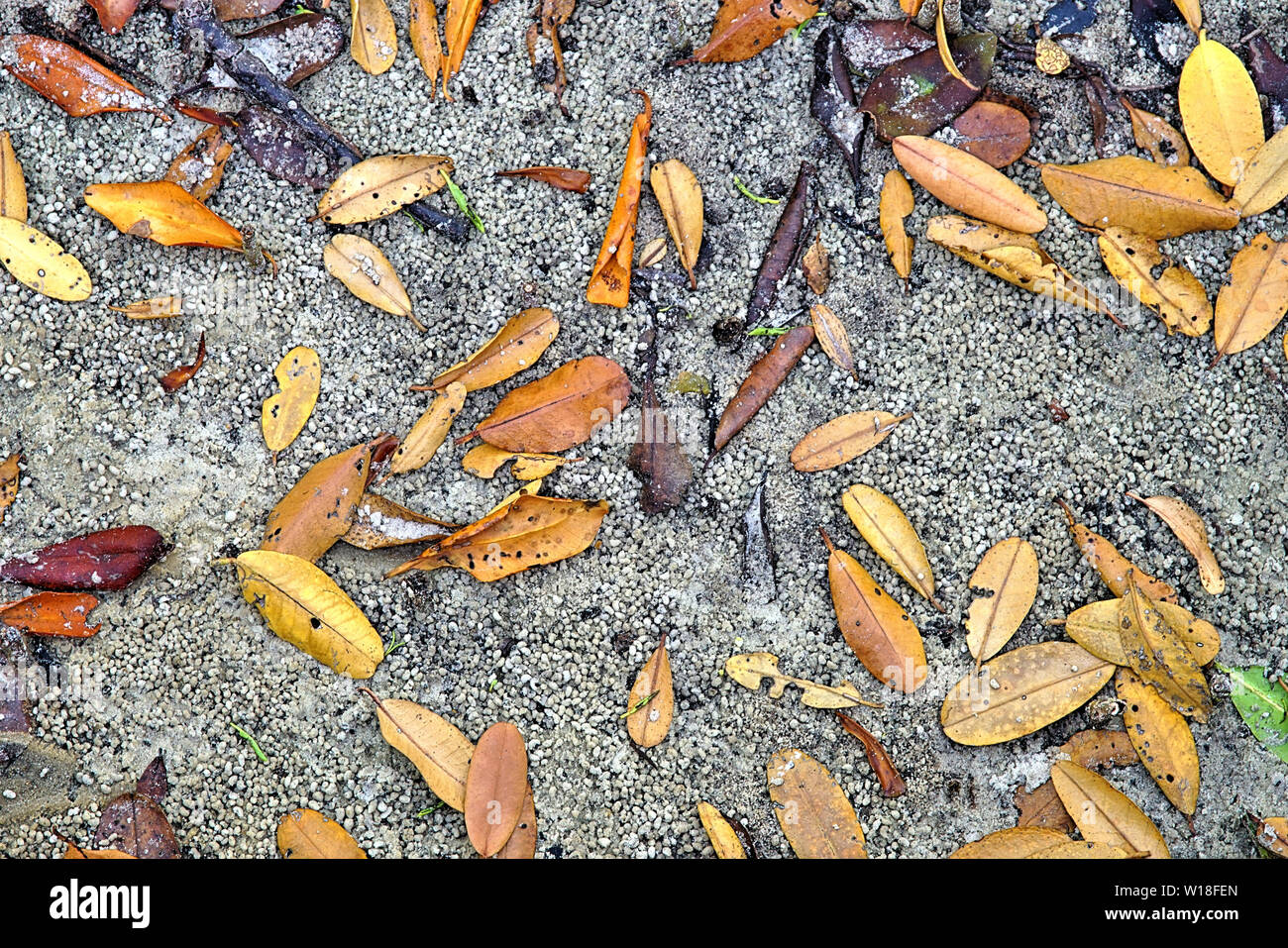 Farbenfrohe abstrakte Hintergrund der Mangrove Blätter auf dem sandigen Ufer des Peace River in Punta Gorda Florida Stockfoto