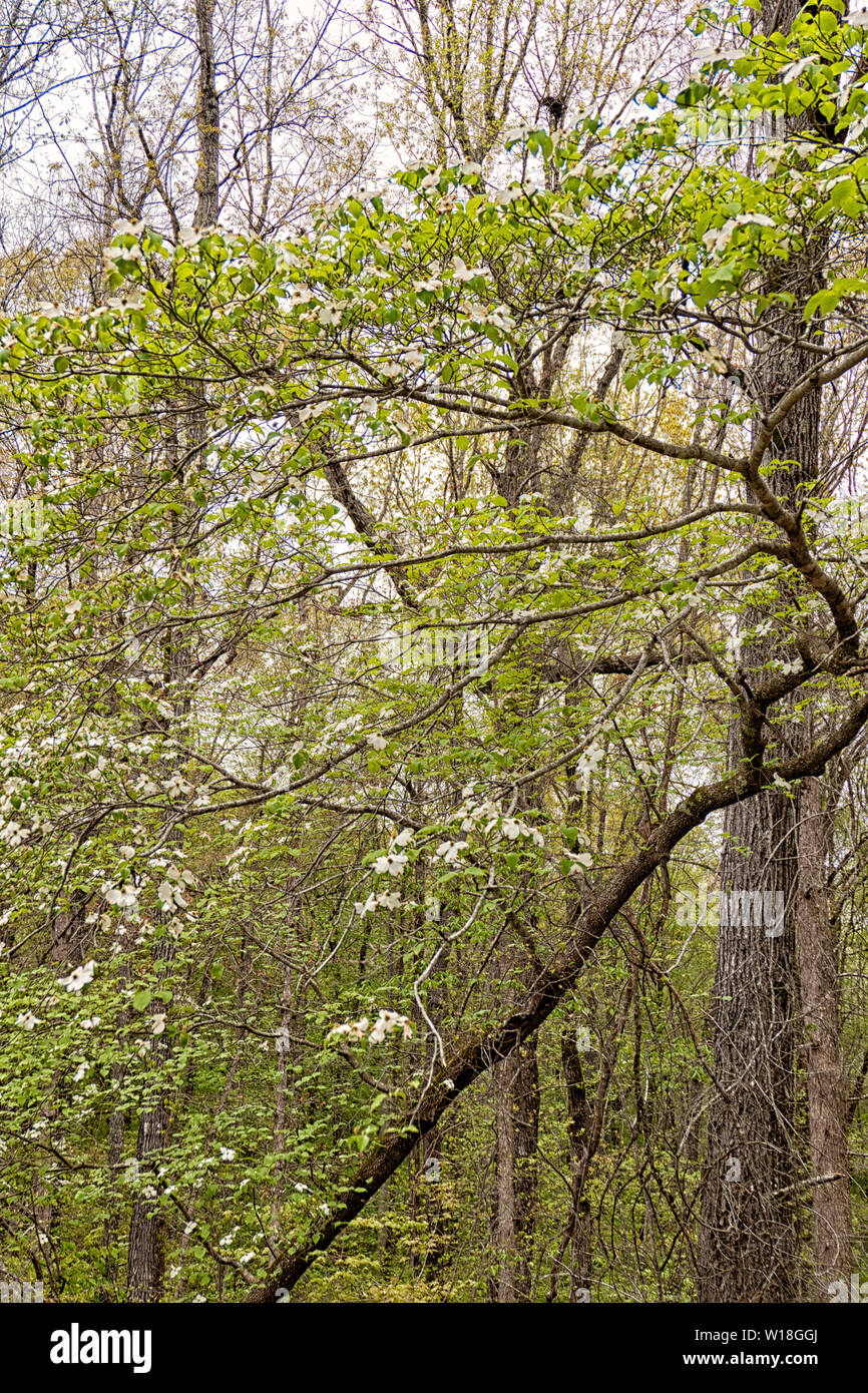 Blühende Hartriegel in Dogwood Valley, California, USA Stockfoto