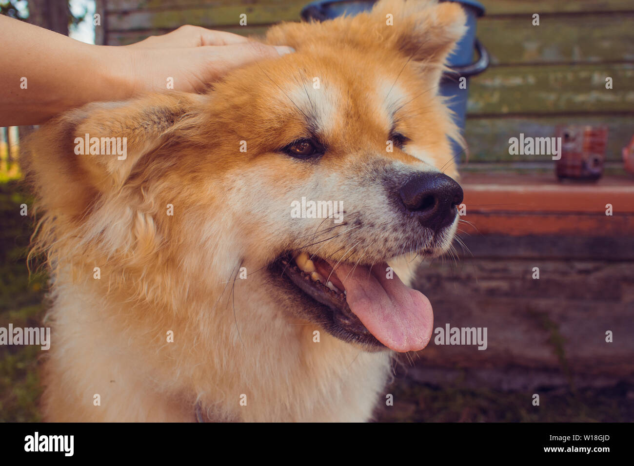 Red flauschige Hund Rasse Akita Inu, ein Haustier auf der Straße Stockfoto