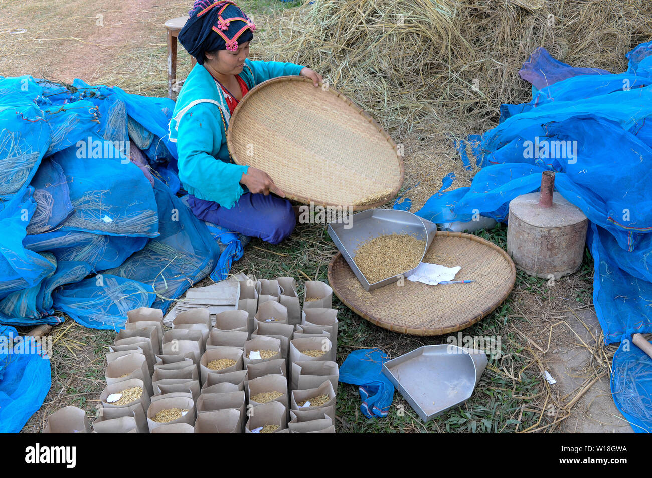 Laos, Vientiane, Rice Research Institut NAFRI, Entwicklung neuer Reissorten und hybriden Samen mit höheren Erträgen, Frauen sortieren verschiedene Reissorten für Überschreiten der neuen hybriden/LAOS Vientiane NAFRI Forschungsinstitut fuer Land- u. Forstwirtschaft, Anbau von verschiedenen Reissorten und Kreuzung von neuen Sorten mit hoeheren Ertraegen, Reis Genbank Stockfoto