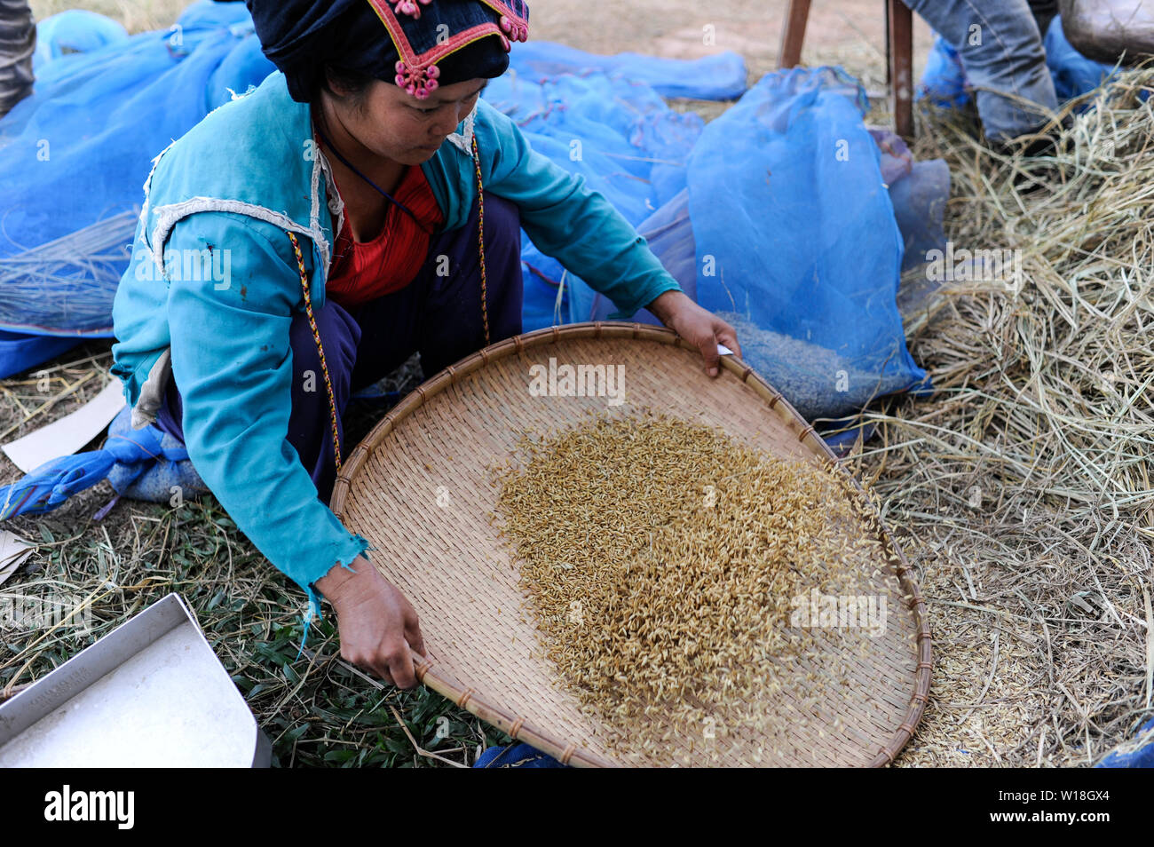 Laos, Vientiane, Rice Research Institut NAFRI, Entwicklung neuer Reissorten und hybriden Samen mit höheren Erträgen, Frauen sortieren verschiedene Reissorten für Überschreiten der neuen hybriden/LAOS Vientiane NAFRI Forschungsinstitut fuer Land- u. Forstwirtschaft, Anbau von verschiedenen Reissorten und Kreuzung von neuen Sorten mit hoeheren Ertraegen, Reis Genbank Stockfoto