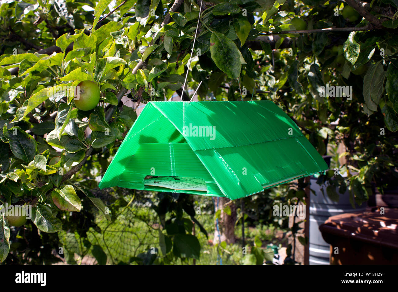 Apfelwickler TRAP hängen in den Apfelbaum. Zeigt gefangen Motten. Stockfoto