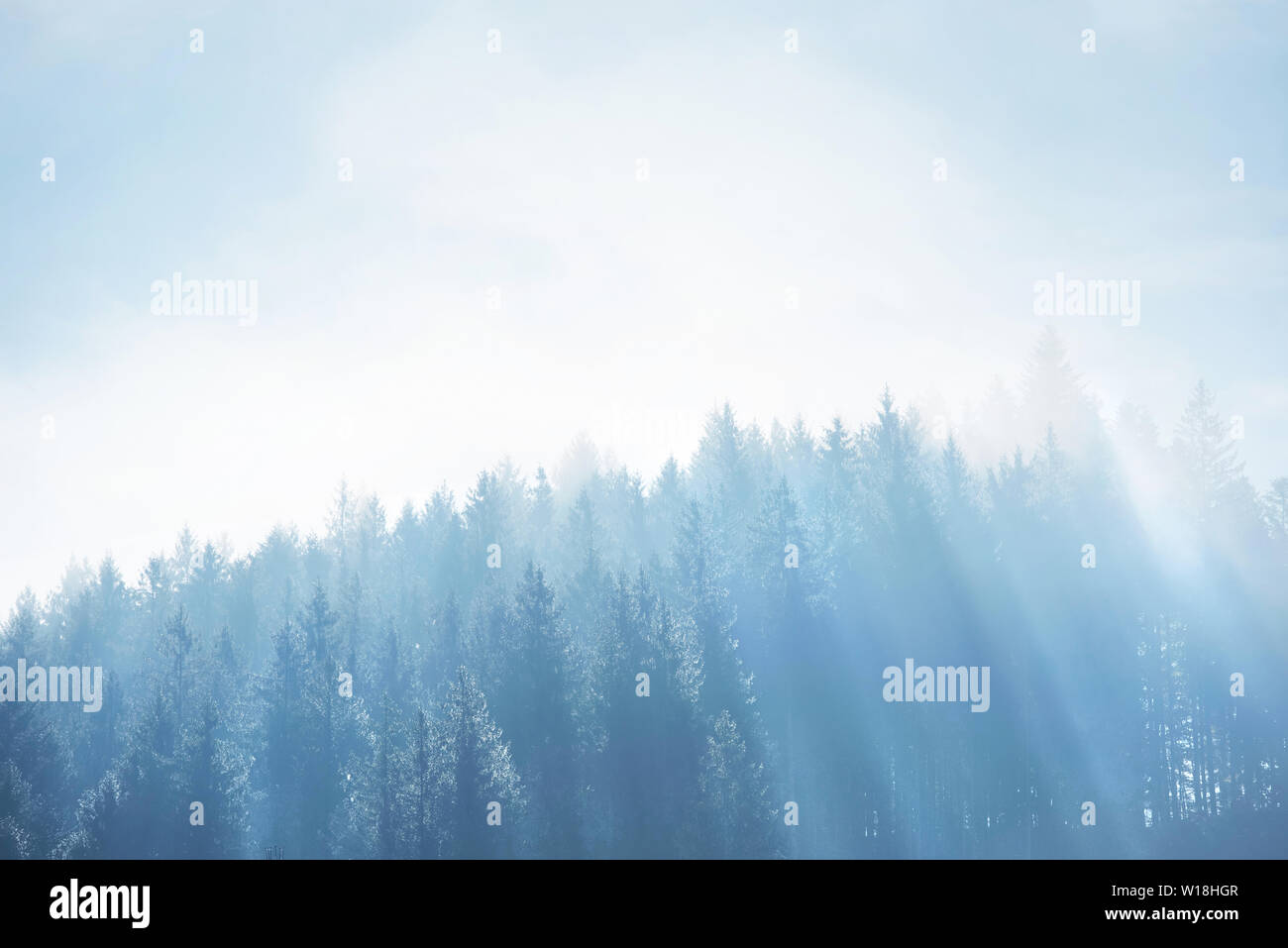 Wald mit dichtem Nebel und Sonnenstrahlen in der Morgendämmerung Fichte. Herbst morgen in den Bergen. Stockfoto