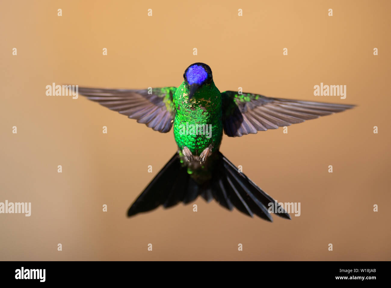 Ein männlicher Violett-capped Woodnymph (Thalurania glaucopis) von den Atlantischen Regenwald von SE Brasilien Stockfoto