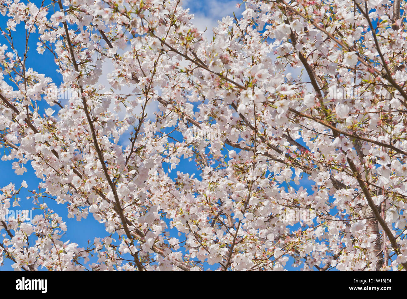 Cremeweiß Blühende Kirschblüten vor blauem Himmel Hintergrund in St. Louis Forest Park an einem Frühlingstag. Stockfoto
