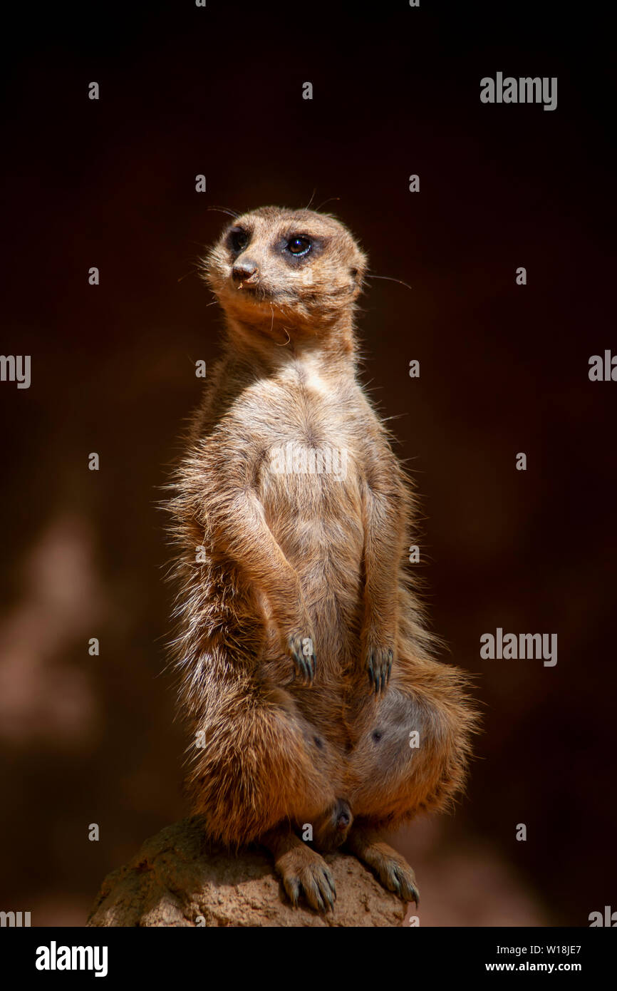 Wildes Tier, Suricata suricatta Stockfoto