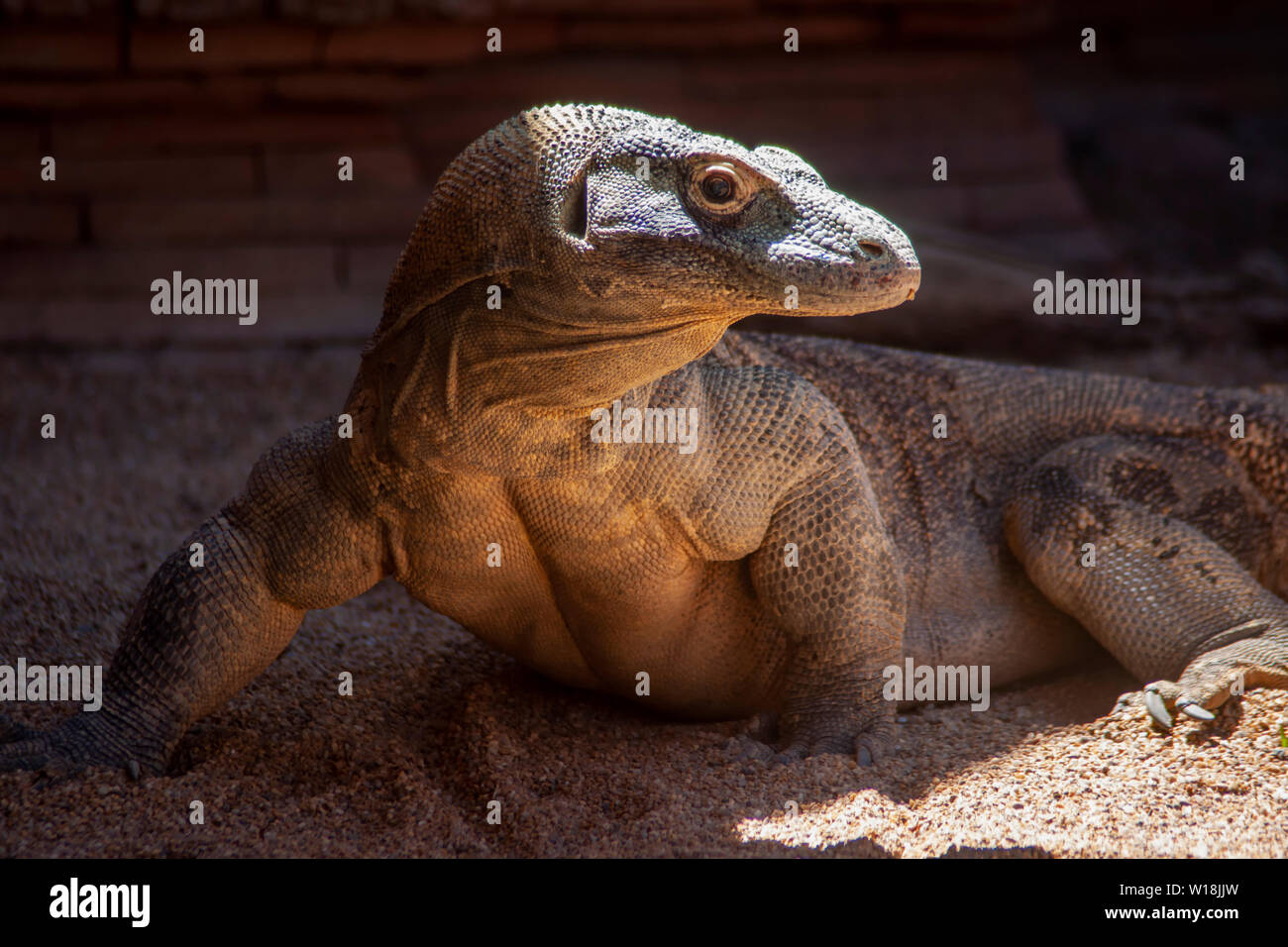 Entspannt Komodo Dragon Sonnenbaden Stockfoto