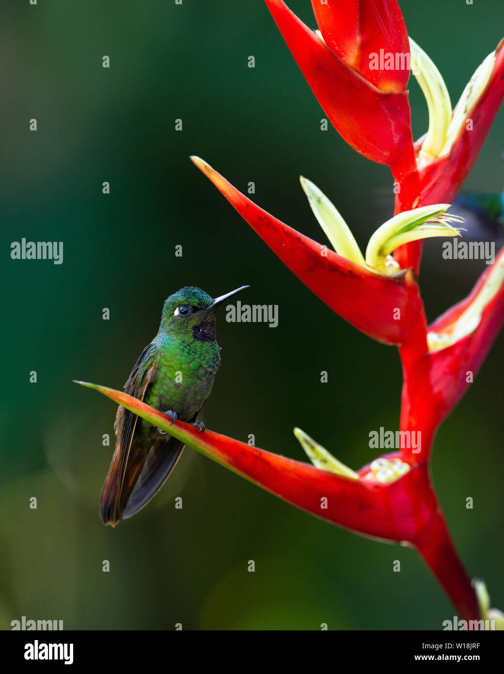 Ein männlicher Brasilianischen Ruby (Clytolaema rubricauda) auf einem heliconia Blume im Atlantischen Regenwald von SE Brasilien gehockt Stockfoto