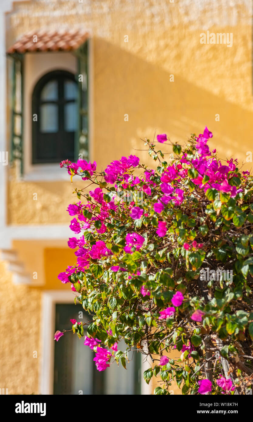 Romantische vintage arabisch Fenster und Sommer Bougainvillea Blumen Stockfoto