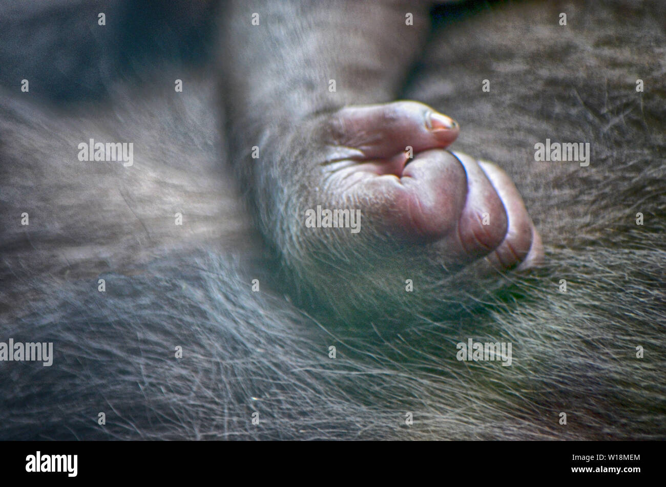 Baby monkey Hand Stockfoto