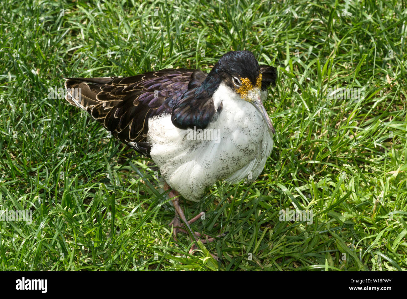 Kampfläufer (Philomachus pugnac) Männliche Zucht im Gefieder. Stockfoto