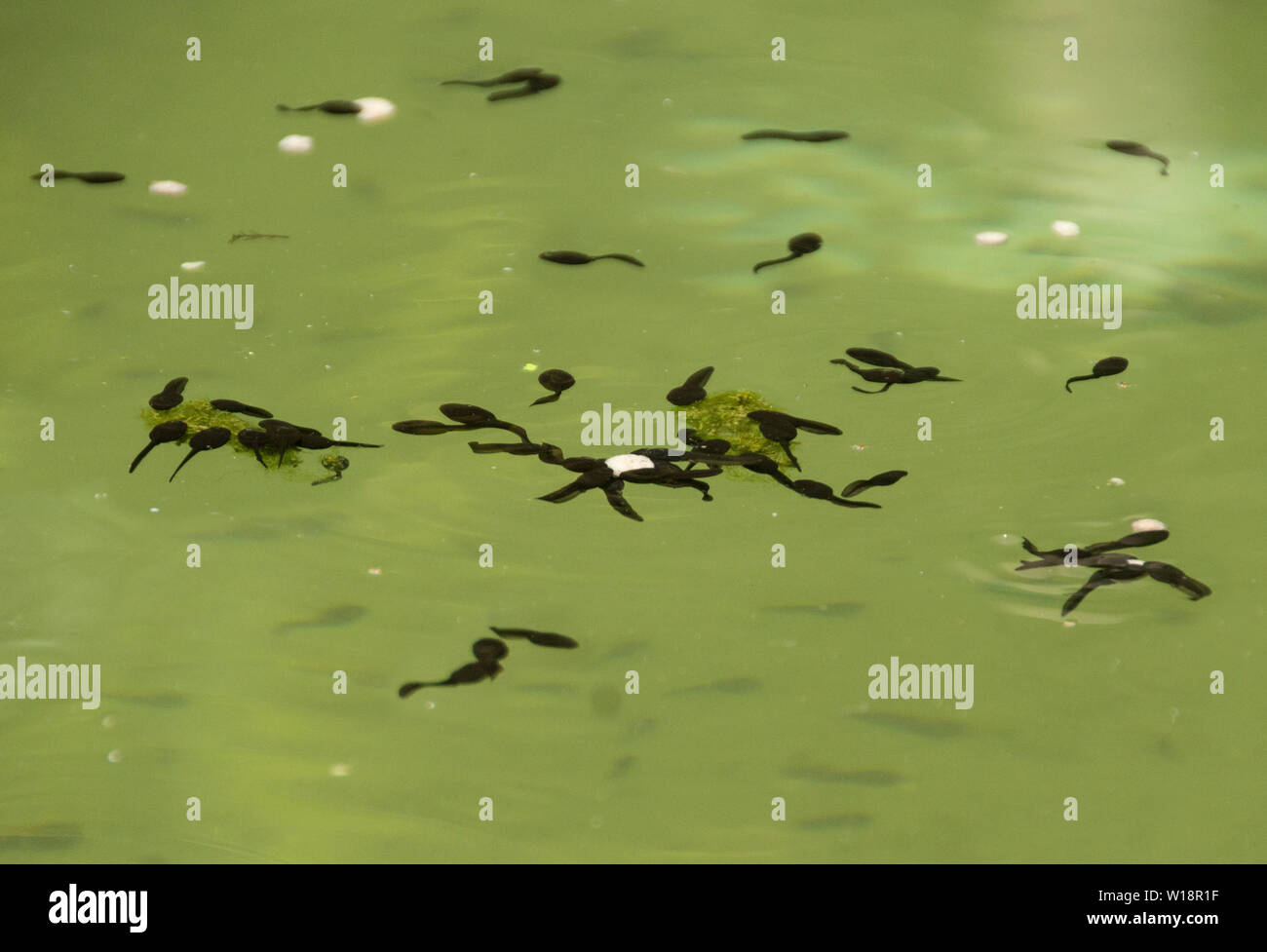 Kaulquappen von einem Frosch Arten; wahrscheinlich Rana temporaria, in einem kleinen Teich in den Ausläufern der Pyrenäen. Frankreich Stockfoto