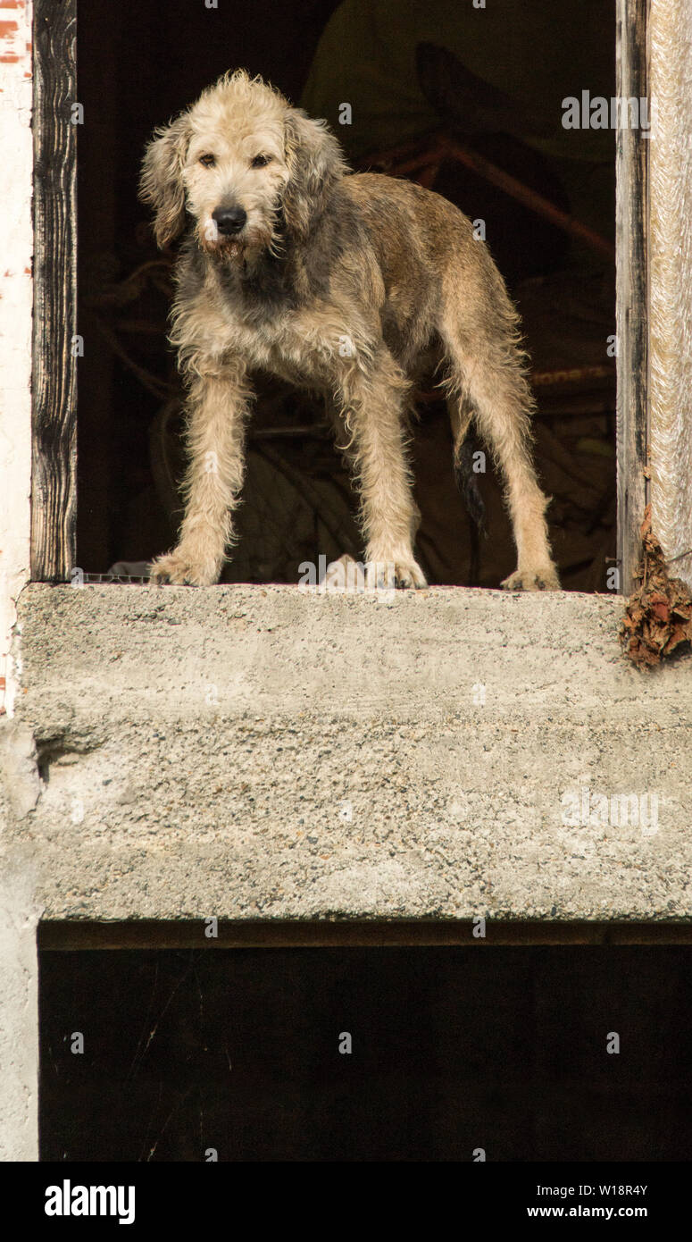 Eine alte Jagdhund Scheune seines Meisters bewachen. Südwesten Frankreichs. Stockfoto