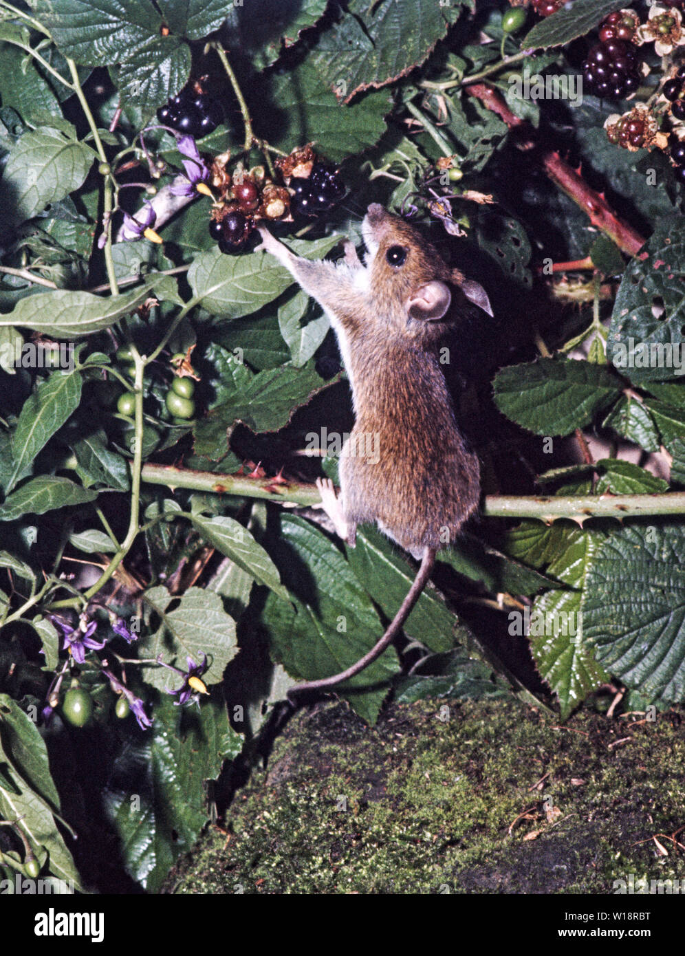 Holz Maus (APODEMUS SYLVATICUS). Erwachsenen Brombeeren. am Naturschutzgebiet Attenborough, Beeston, nottinghamshire fotografiert. Stockfoto