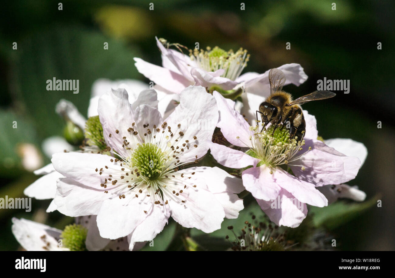 Black, Sorte Perle Noir (Rubus fruticosus). In Blüte. Mit Biene. Dies ist eine kommerzielle Sorte ohne Dornen. Stockfoto