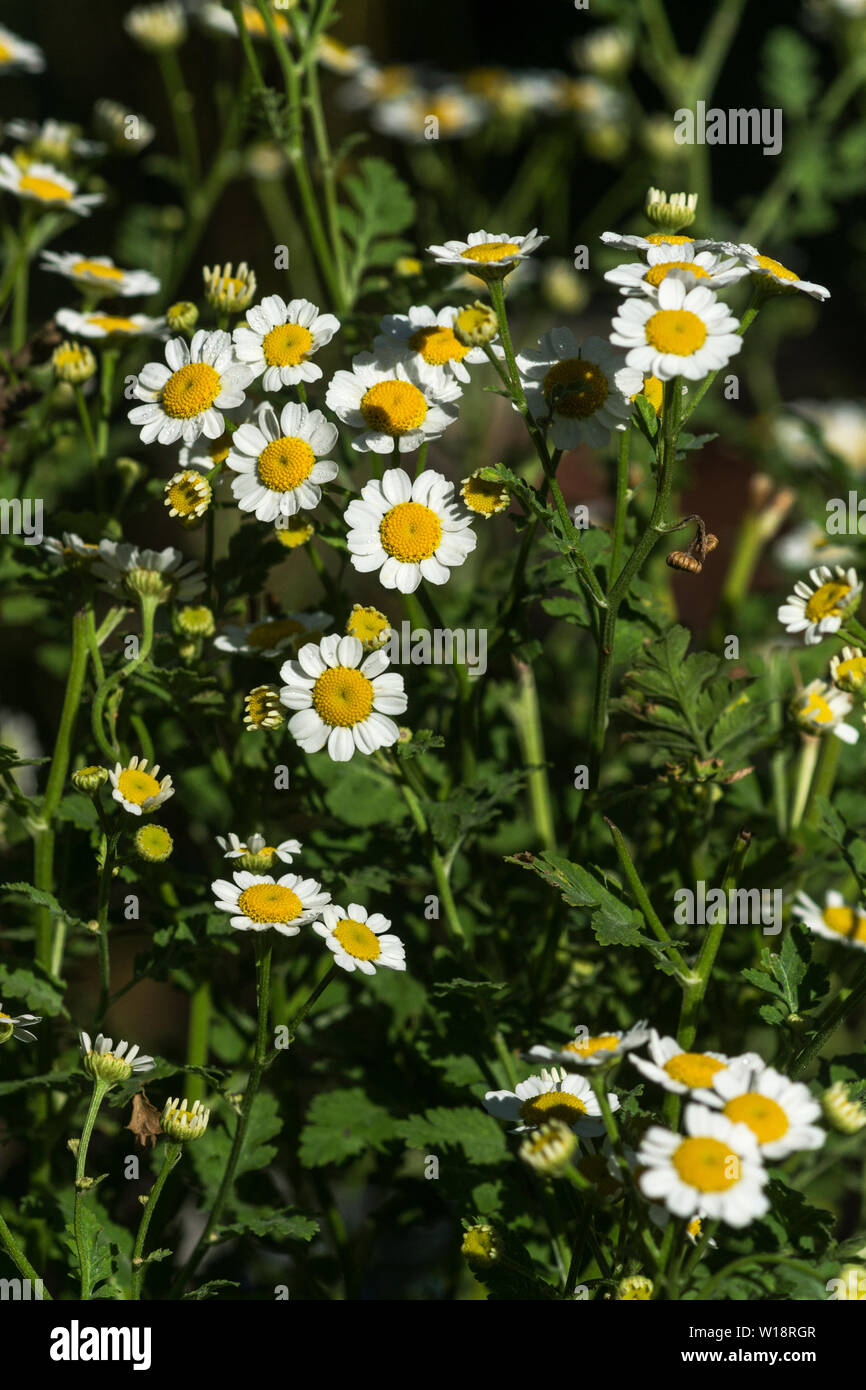 Das Kraut Mutterkraut (Tanacetum parthenium) ist eine Heilpflanze. Stockfoto