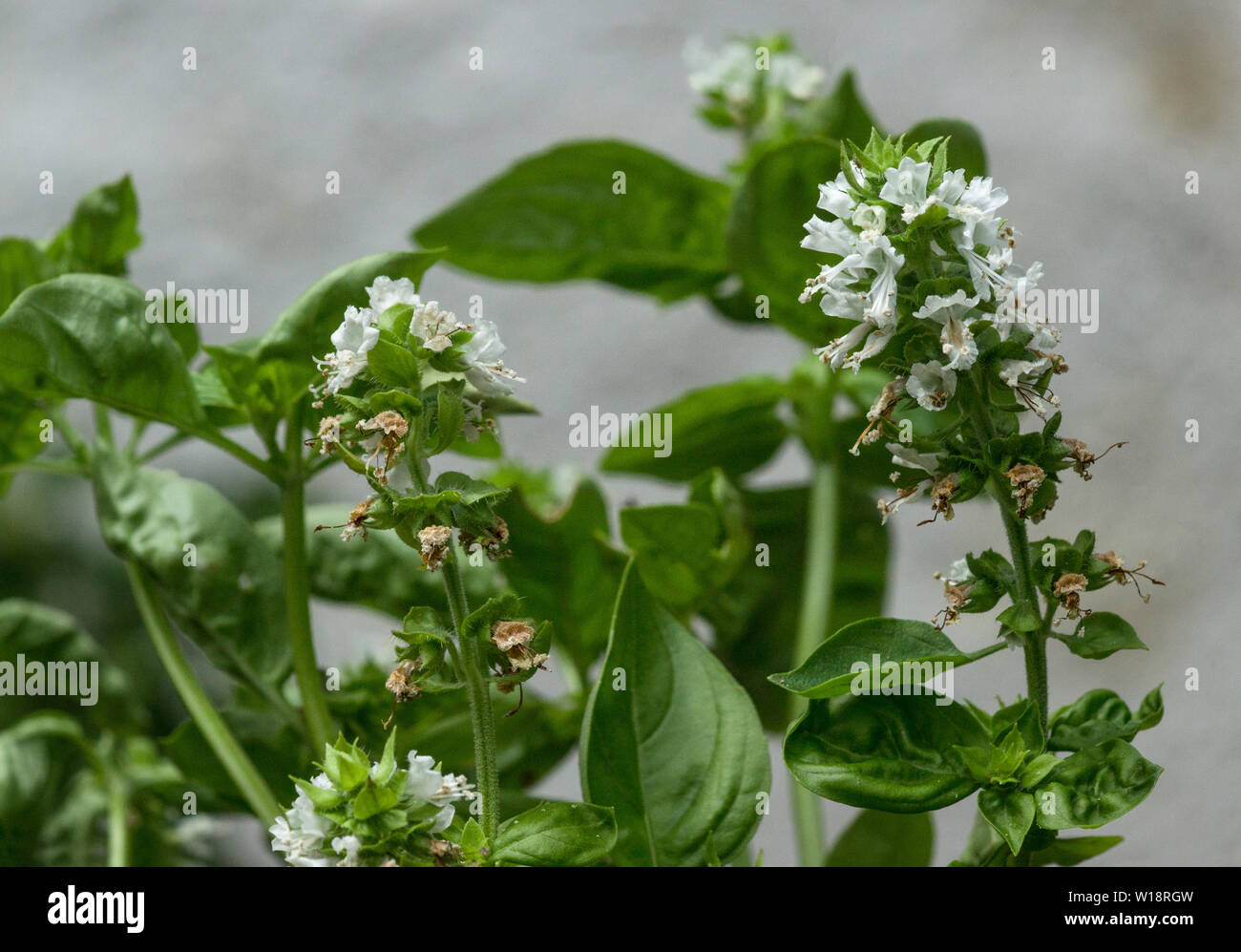 Das Kraut, Basilikum (Ocimum basilicum) ist ein kulinarisches und Heilpflanze fand jetzt auf der ganzen Welt. Stockfoto