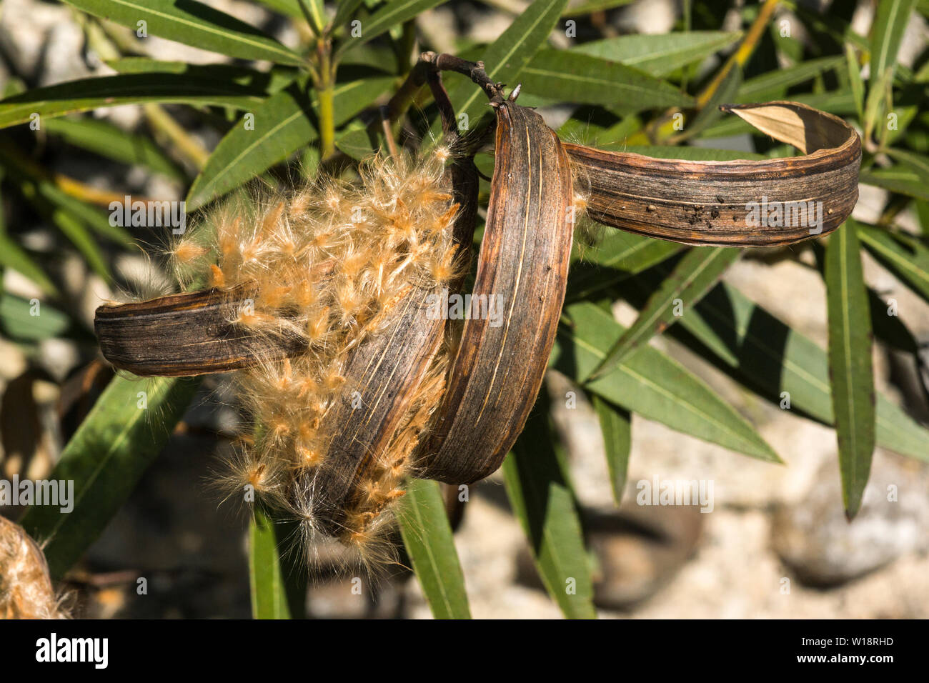 Der Same pod und flauschigen Samen der Oleander (Nerium oleander cv. Charles Murcott). Alle Teile dieser sehr farbenfroh Strauch sind giftig. Stockfoto