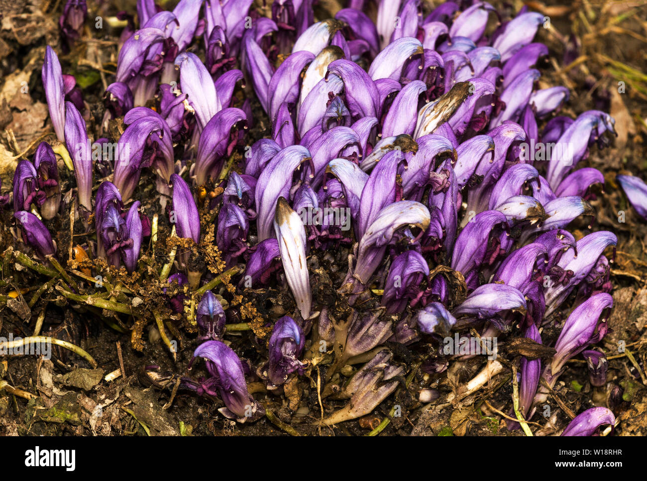 Purple Toothwort (Lathtrea clandestina) ist eine parasitäre Anlage der Familie Broomrape.Photo in Südwestfrankreich. Stockfoto
