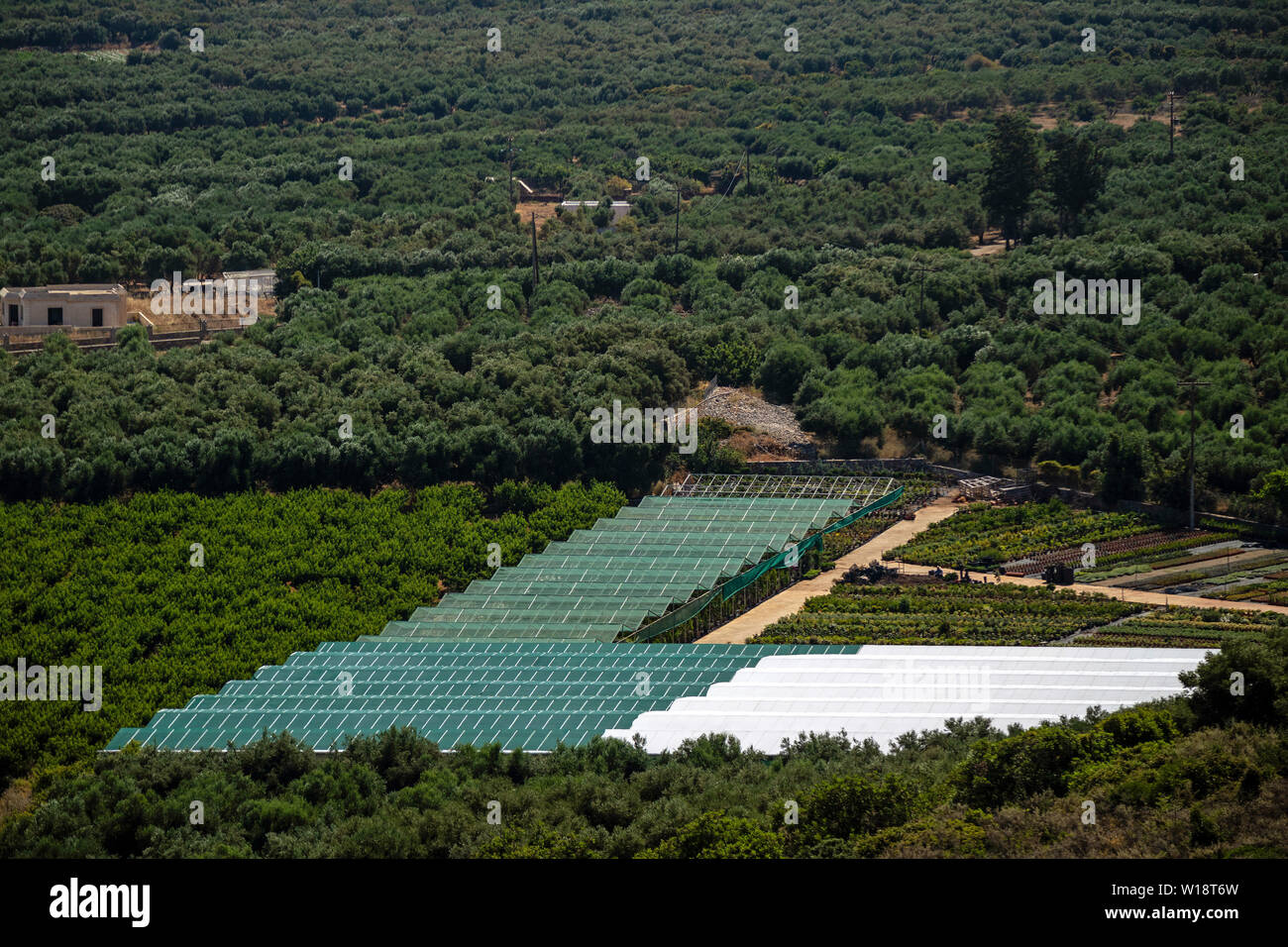 Malia, Kreta, Griechenland. Juni 2019. Eine Übersicht über Olivenhaine und Kunststoff überdachte Fläche für die Erzeugung von Pflanzen. Garten Center. Stockfoto