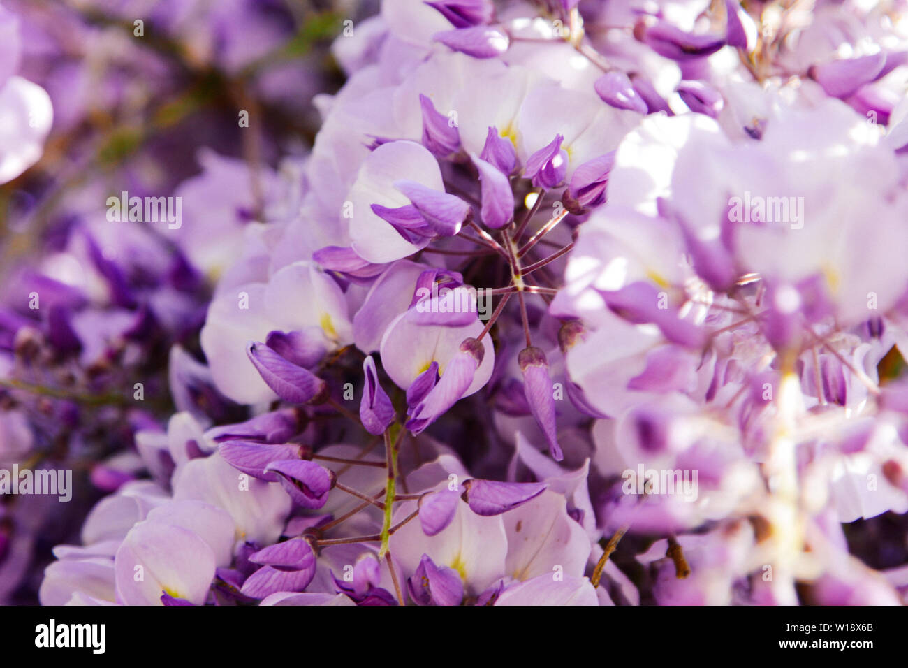 Blühenden glyzinien Niederlassung in einem Obstgarten. Künstlerische Natur wallpaper verschwommenen Hintergrund mit lila Blüten Wisteria oder Glycin im Frühling. Stockfoto