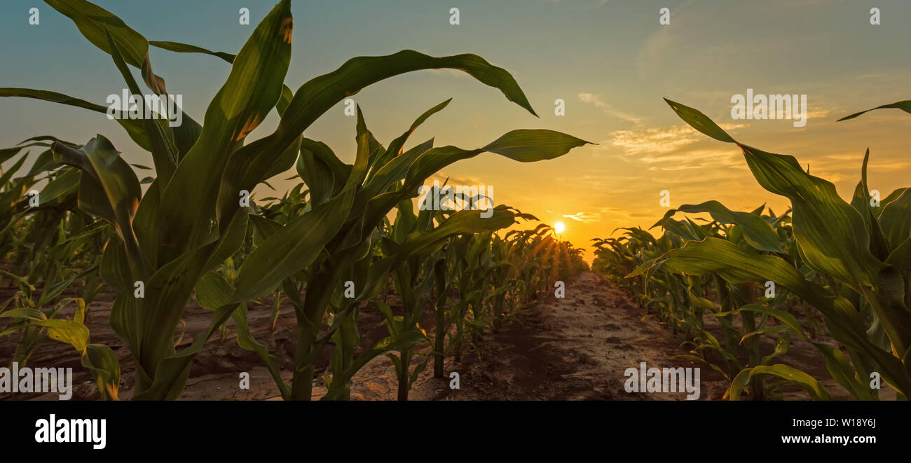 Mais Feld in den Sonnenuntergang. Jungen grünen Mais Pflanzen wachsen auf Ackerland. Stockfoto